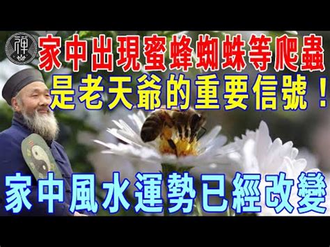 家裡有蜂窩代表|家有蜂窩預示什麼風水？千萬別把危險留在家中！